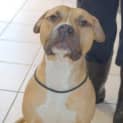 Photo of Boof *** Cat Friendly & A Love Bug ***