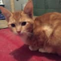Photo of Pumpkin  Special Needs Kitten