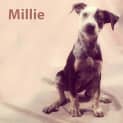 Photo of Millie