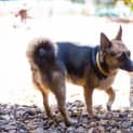 Photo of Lucky (Bed44439)