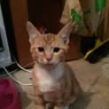 Photo of Pumpkin  Special Needs Kitten