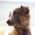 Photo of Leo ~ 7mo Cattle Or Koolie X (On Trial 19/11/16)1