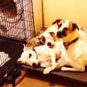 Photo of Dash *Adoption Pending*