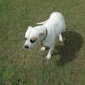 Photo of Bailey