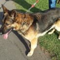 Photo of Boz On Hold Pending Adoption