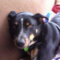 Photo of Dexter *On Trial In His New Home*