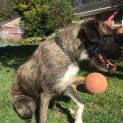 Photo of Lexie (Dog/Child Friendly)