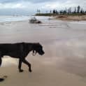 Photo of Smudge (Nsw)