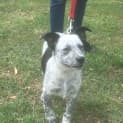 Photo of Tux