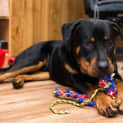 Photo of Hudson