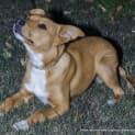 Photo of Lois ~ Ridgeback X Kelpie (On Trial 20/08/16)