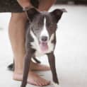 Photo of Toby ~ 10 Month Old Kelpie Boy (On Trial 13/5/16)