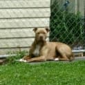 Photo of Denzel ~ American Staffy (Rehomed 23/11/16)