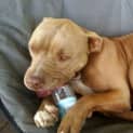 Photo of Denzel ~ American Staffy (Rehomed 23/11/16)