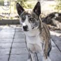 Photo of Dopey Id29602