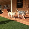 Photo of Meeka