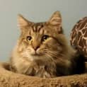 Photo of Lionel, The Best Cat Ever
