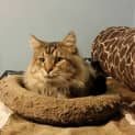 Photo of Lionel, The Best Cat Ever