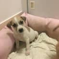 Photo of Rain (Child/Dog Friendly)