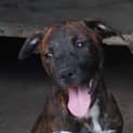 Photo of Genica