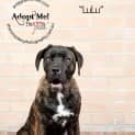 Photo of Lulu 