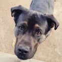 Photo of Rocky 2 **Adopted**