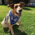 Photo of Bj ~ Cattle X German Shepherd (On Trial 2/11/16)