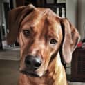 Photo of Riley
