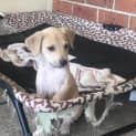 Photo of Sandy (Child/Dog Friendly)