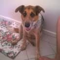 Photo of Bj ~ Cattle X German Shepherd (On Trial 2/11/16)