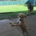 Photo of Sandy (Child/Dog Friendly)