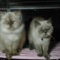 Photo of Viola