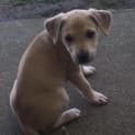 Photo of Sandy (Child/Dog Friendly)