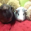 Photo of Crunchie Munchie (Desexed Male) And Amy