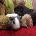 Photo of Crunchie Munchie (Desexed Male) And Amy