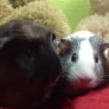 Photo of Crunchie Munchie (Desexed Male) And Amy
