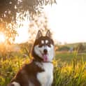 Photo of Whisky