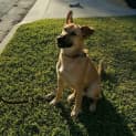 Photo of Duke