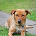Photo of Bella (Bn D269)
