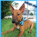 Photo of Billy ~ Bull Terrier X Jrt (On Trial 17/02/17)