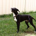 Photo of Chisel ~ Staffy X (On Trial 24/08/16)