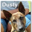 Photo of Dusty (Adoption Pending)