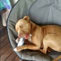 Photo of Denzel ~ American Staffy (Rehomed 23/11/16)