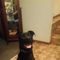 Photo of Dave  Cat, Dog And People Friendly