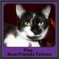 Photo of Pisa