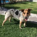 Photo of Bj ~ Cattle X German Shepherd (On Trial 2/11/16)