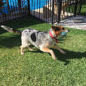 Photo of Bj ~ Cattle X German Shepherd (On Trial 2/11/16)