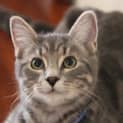 Photo of Stewart *Adoption Pending*