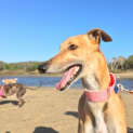 Photo of “Curly”, Lanky, Loopy And Lovely. Brisbane