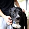 Photo of Chisel ~ Staffy X (On Trial 24/08/16)
